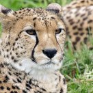 Portrait of a Cheetah (Acinonyx jubatus)